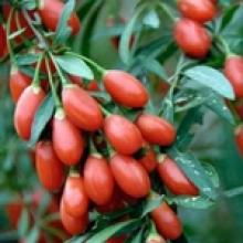 Панацея от ста недугов: полезные свойства ягод годжи 