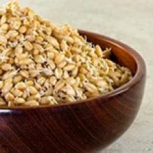 Проросшая пшеница: польза и вред 